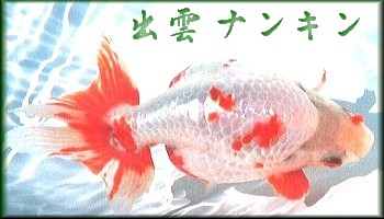 ここには金魚（出雲ナンキン）の写真があります。（jpeg.30k)このタイトル画像は、地球金魚さんに作って頂きました。素材写真提供は桃太郎さんです
